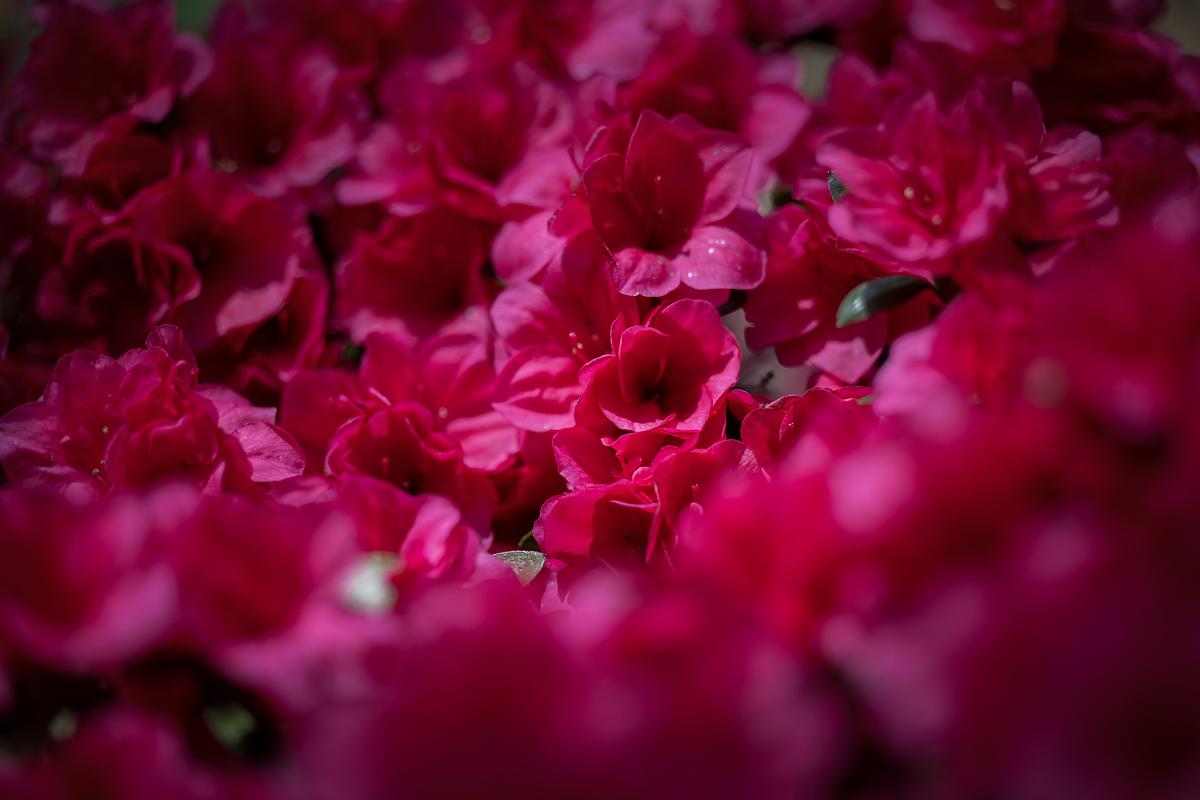 Beautiful red flowers in the sunlight
