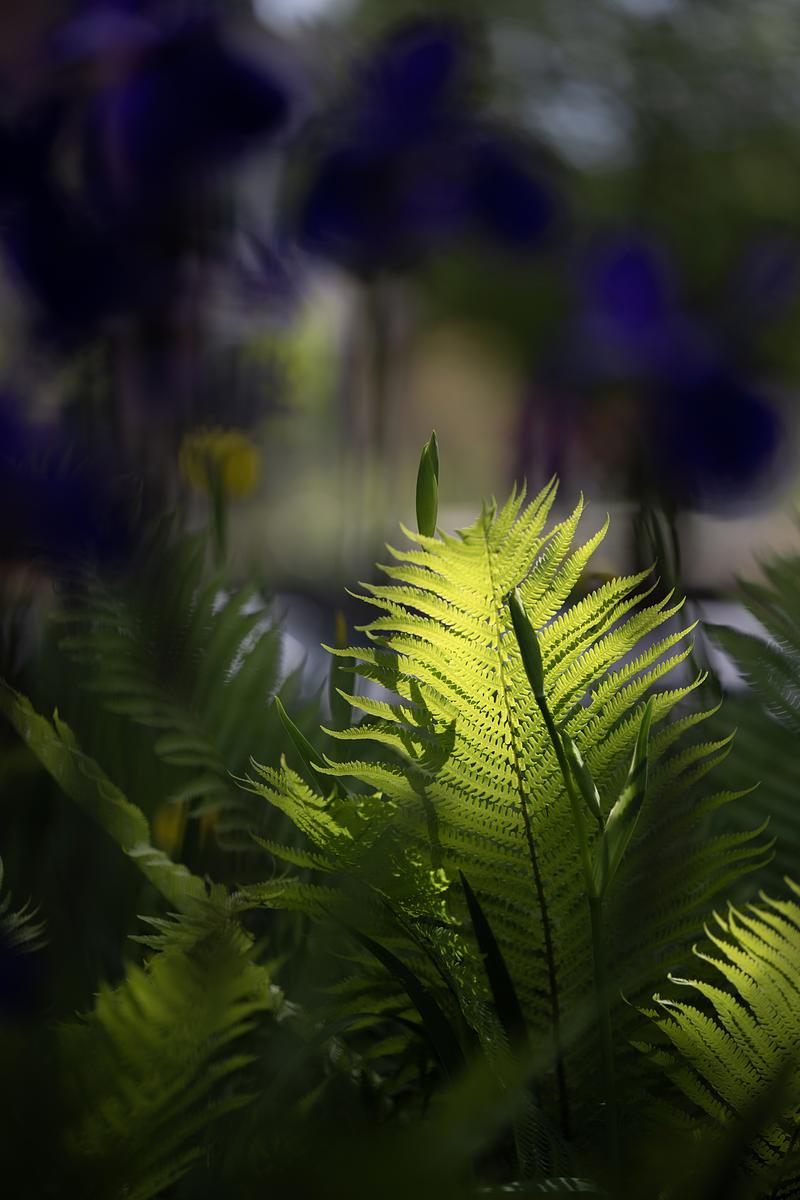 Photo of a fern in the sunlight with purple flowers in the background