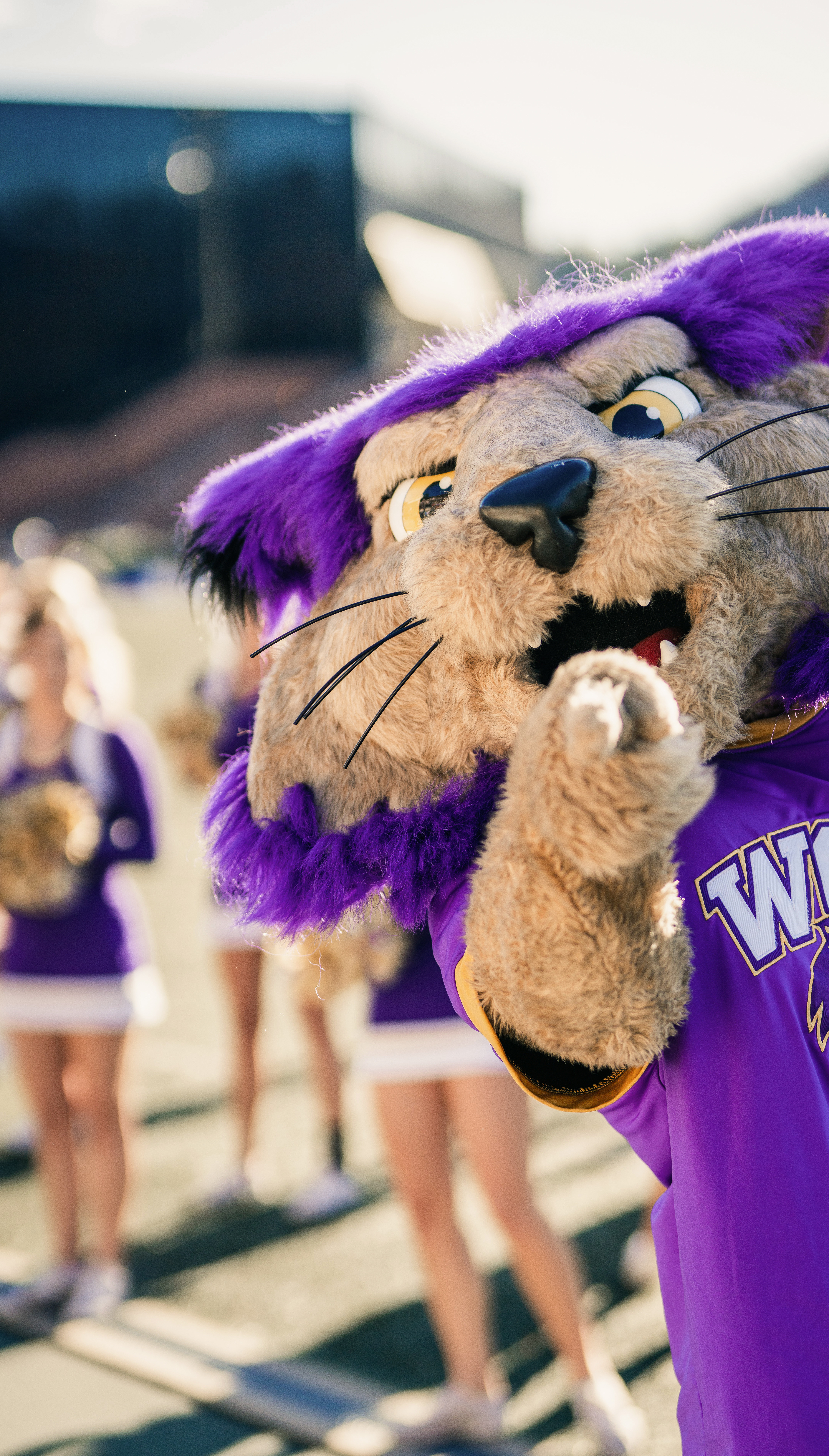 Paws the Catamount