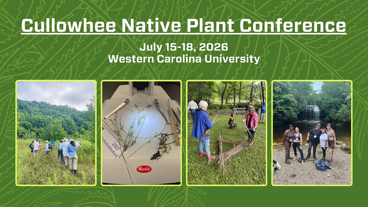 collage of native plants with fern background