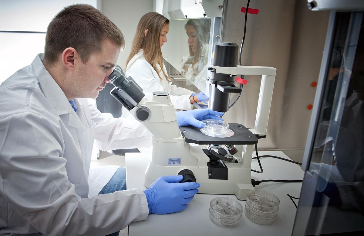 Pre-Health Professional Biology Lab students examine petri dishes.