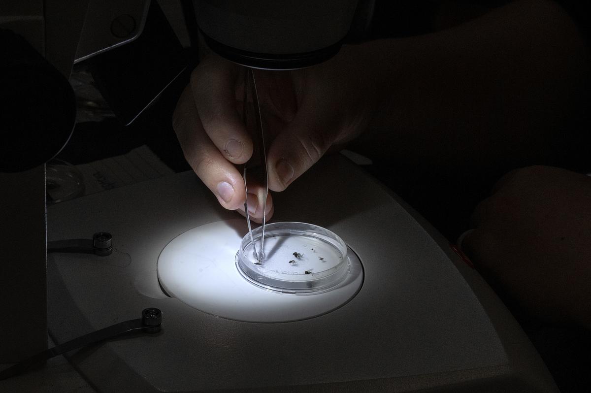 Student uses tweezers to grab something out of a petri dish