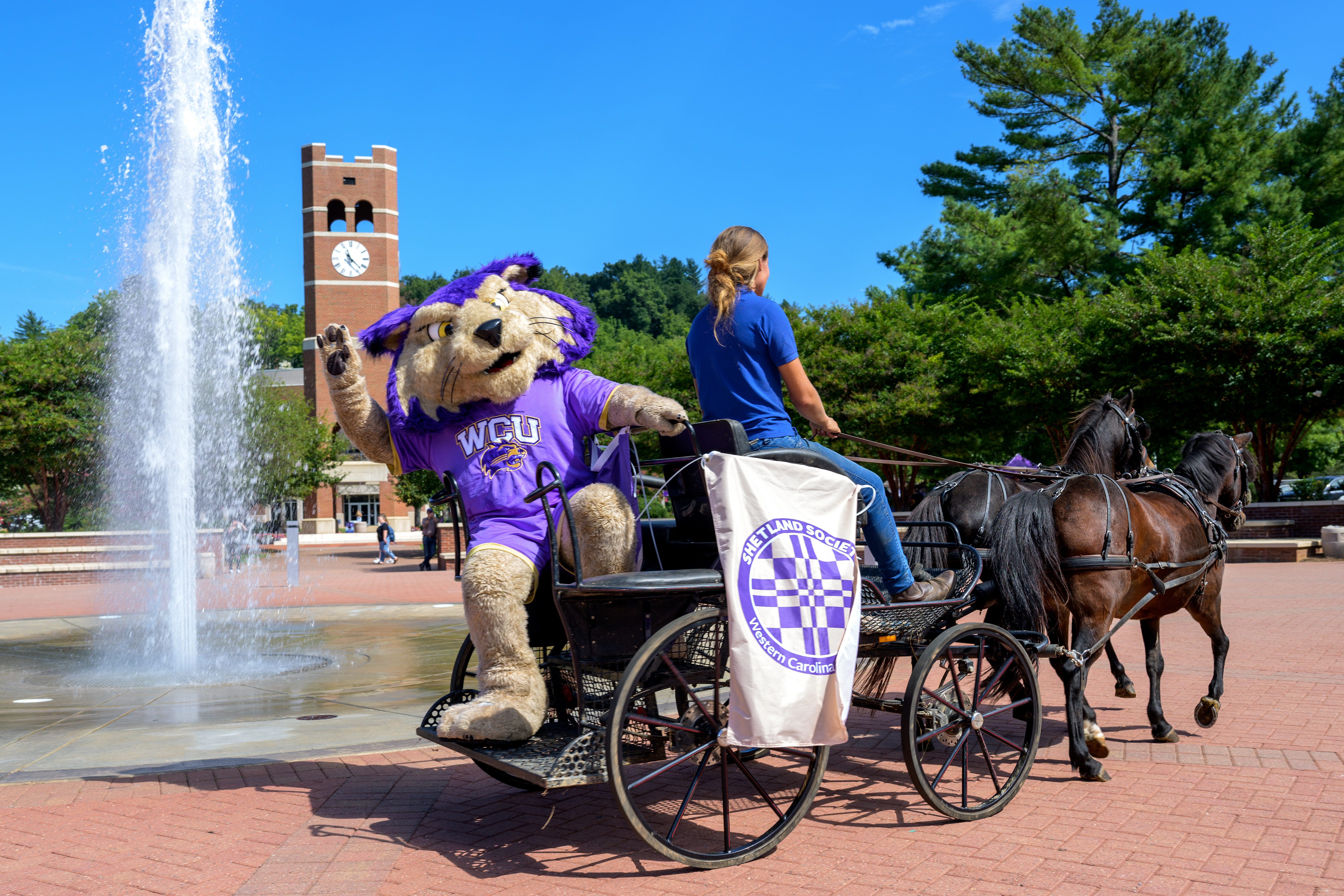 Paws rides along with the Shetland ponies