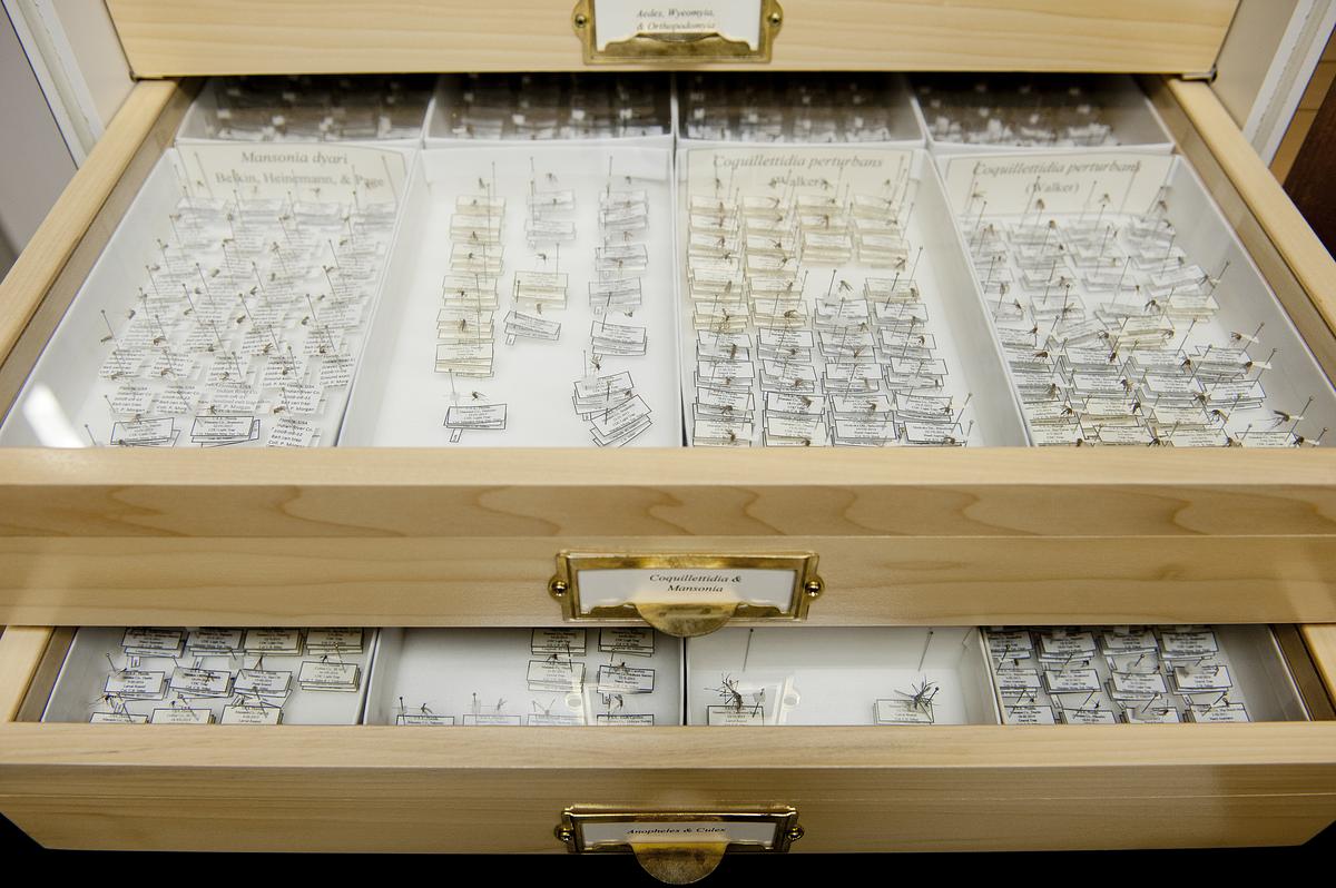 Collection of mosquitos stored in wood and glass drawers