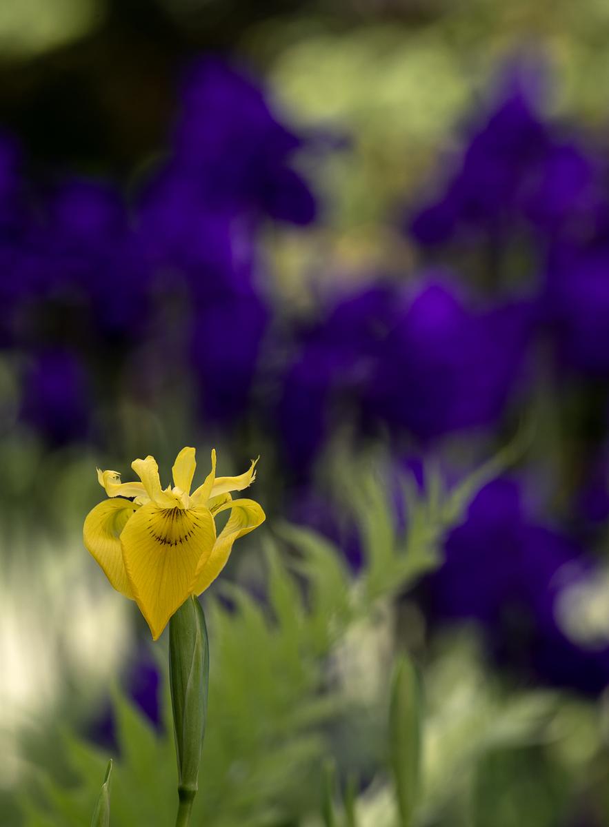 A beautiful yellow flower highlighted in the sunlight surrounded by purple flowers
