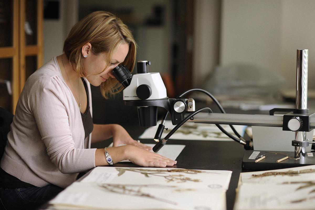 Herbarium at WCUH