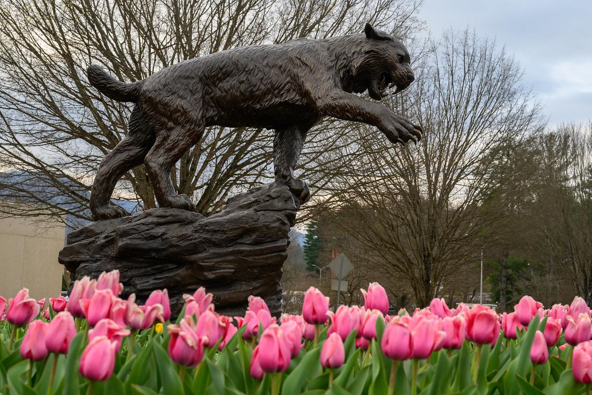 Bronze catamount statue on rock, surrounded by vibrant pink tulips in full bloom.