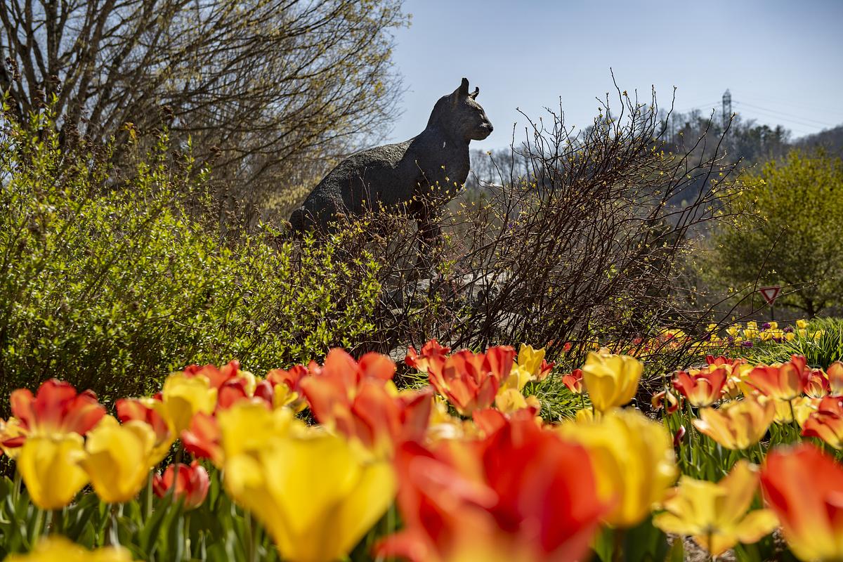 Catamount statue in the distance with spring flowers blooming all around it