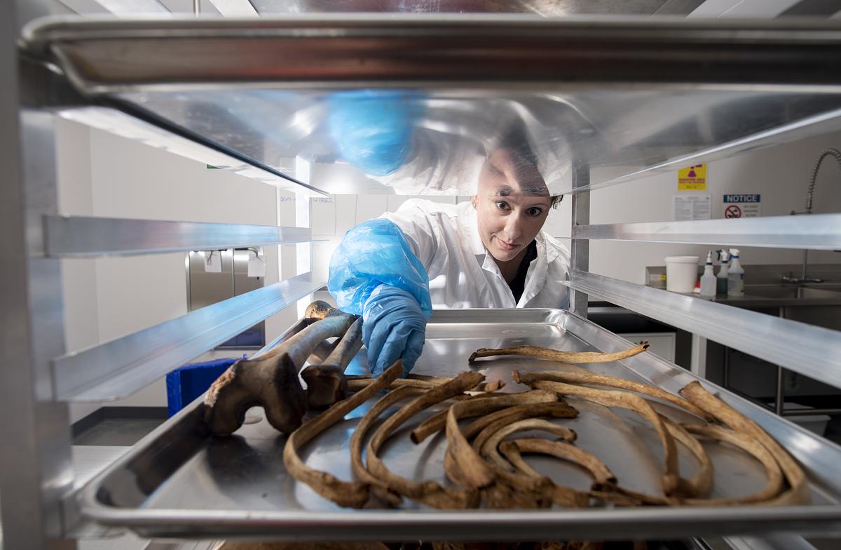 Forensic anthropology student reaching for a bone on a lab tray 