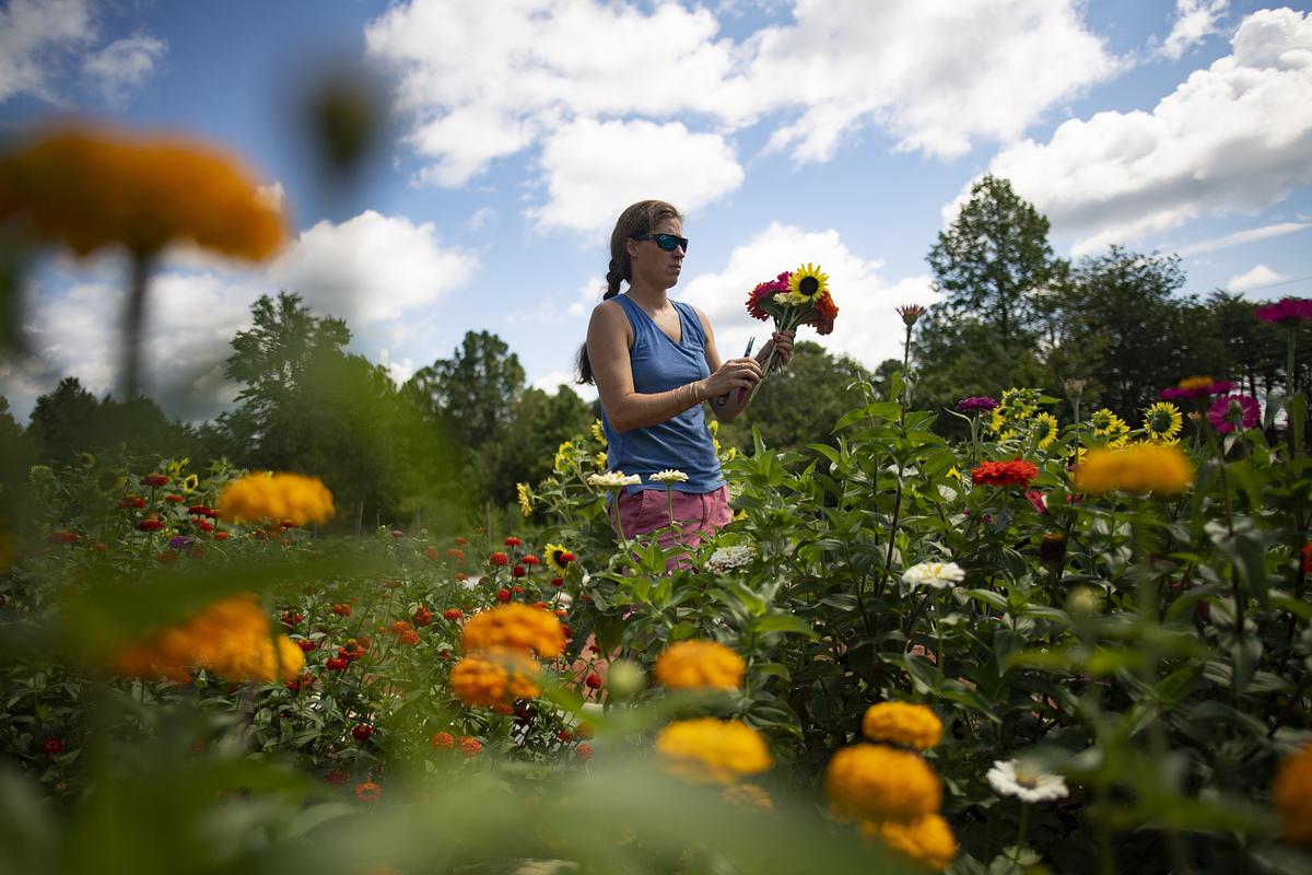 Ģ������Ƶstaff collects a variety of flowers from the community garden for a bouquet of flowers