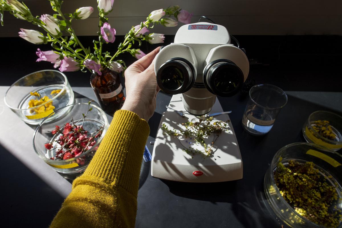 Biology student working at a station with a microscope and various floral ingredients in Petri dishes