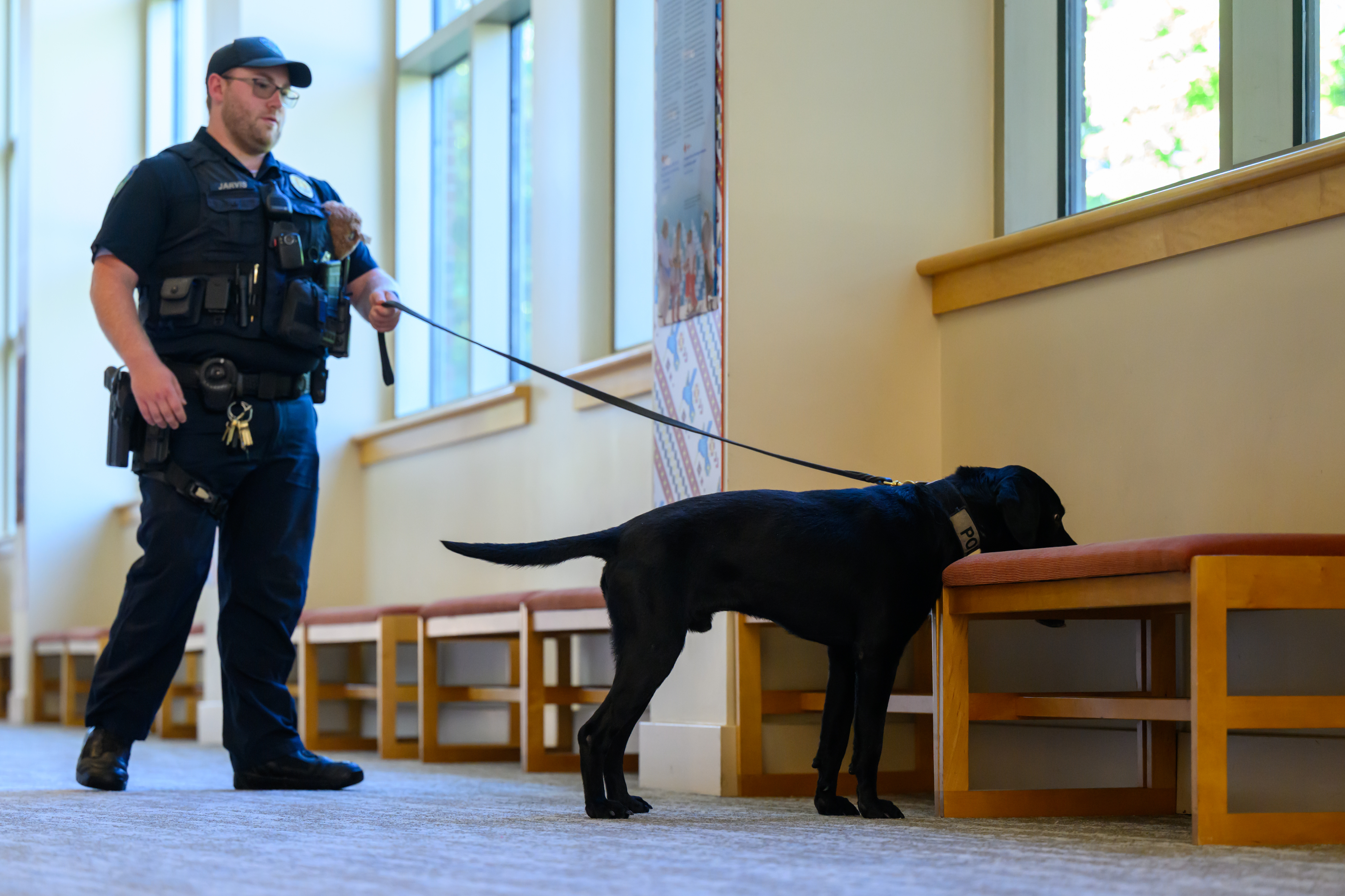 Hondo sniffs around a building on campus during a training exercise with WCUPD officer Anthony Jarvis.