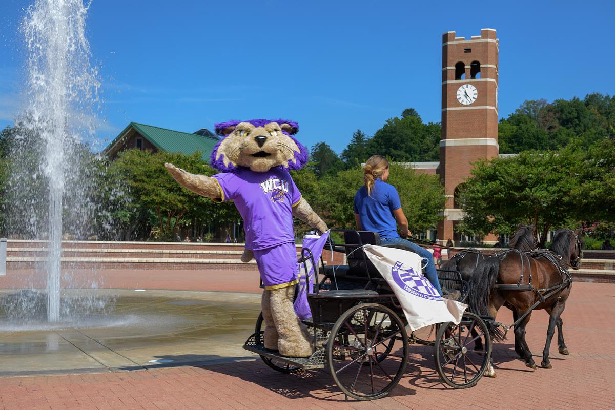 Paws rides on a Shetland Cart