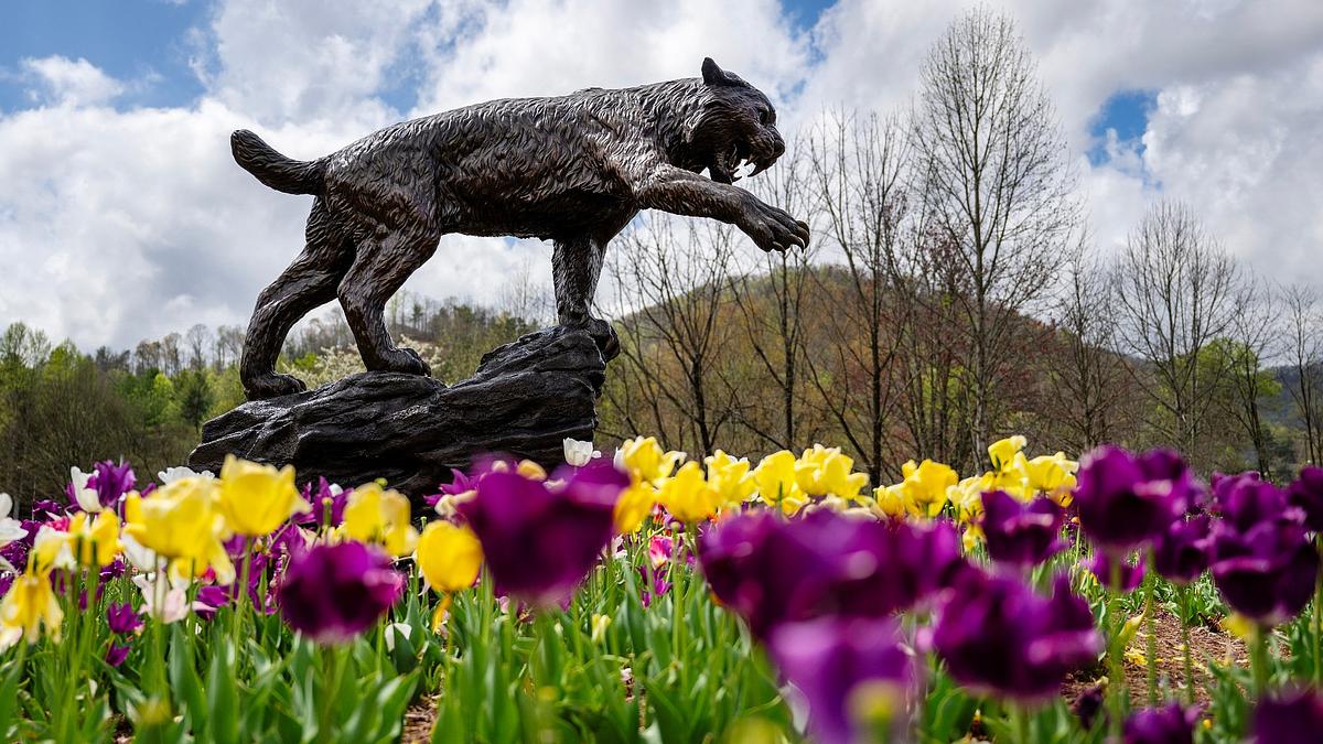Catamount statue surrounded by tulips