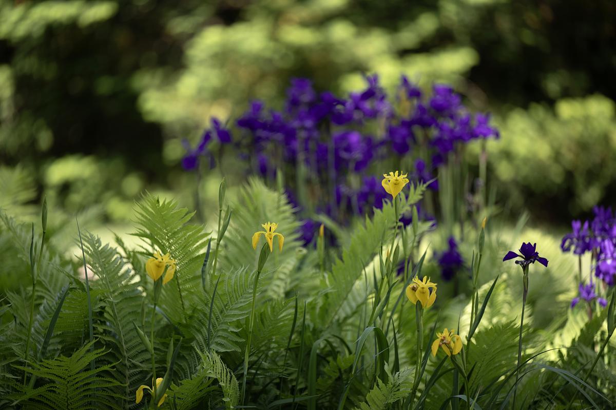 Purple flowers in a meadow