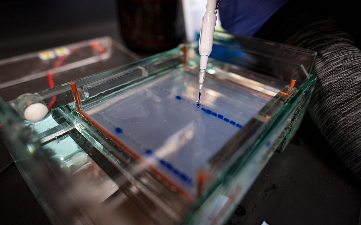 A gloved hand pipettes a substance into cells.