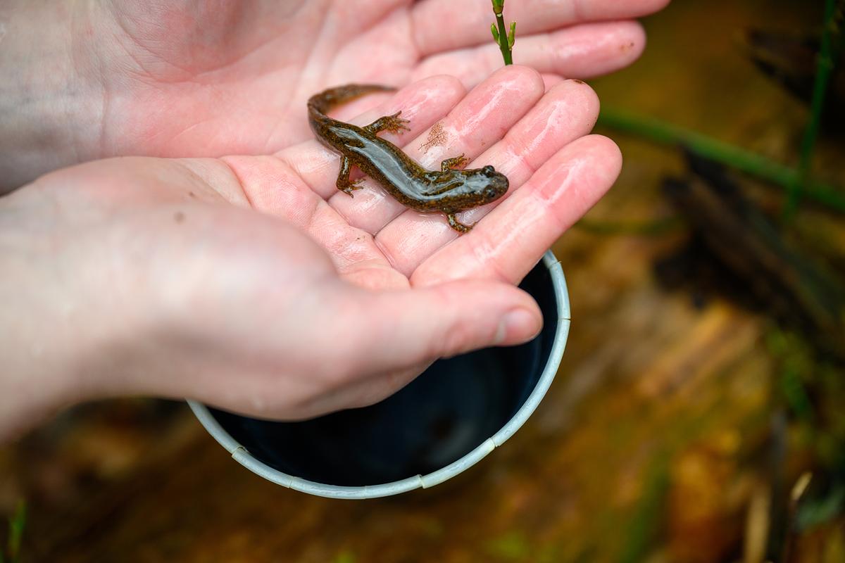 Student holding a salamander