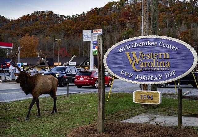An elk stands beside the Cherokee Center sign in Cherokee