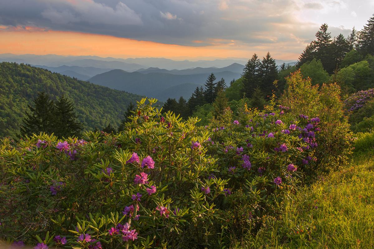 Mountain vista with blooming rhododendrons