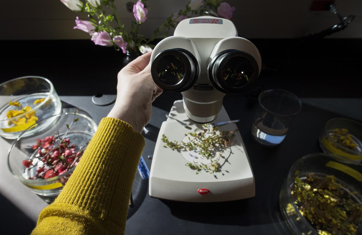 A microscope with flower specimens 