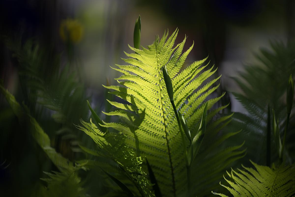 Ferns in the sunlight